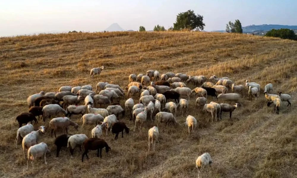 Πανώλη στα αιγοπρόβατα: Πρόσθετα μέτρα από την ΕΕ